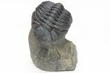 Detailed, Partially Enrolled Morocops Trilobite - Morocco #213089-2